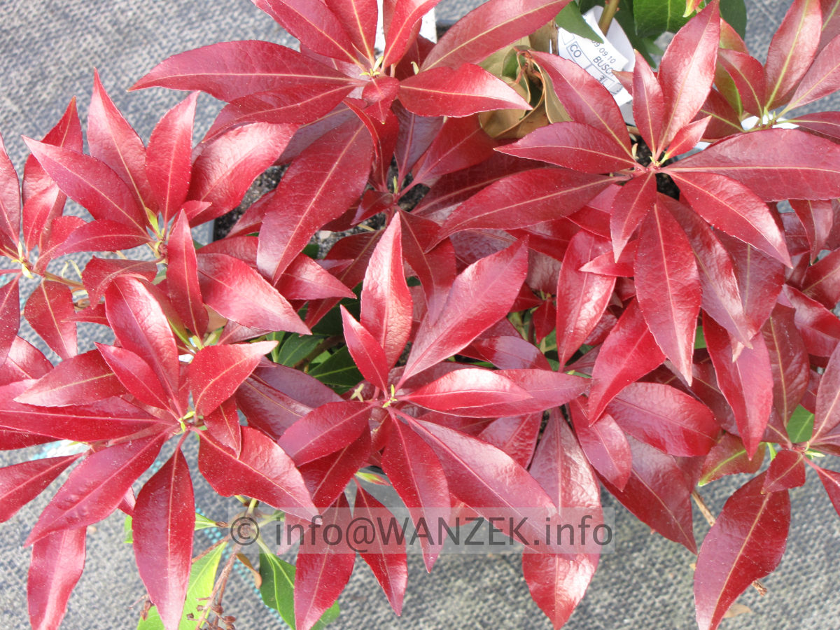 Pieris japonica Katsura - Austrieb.JPG
